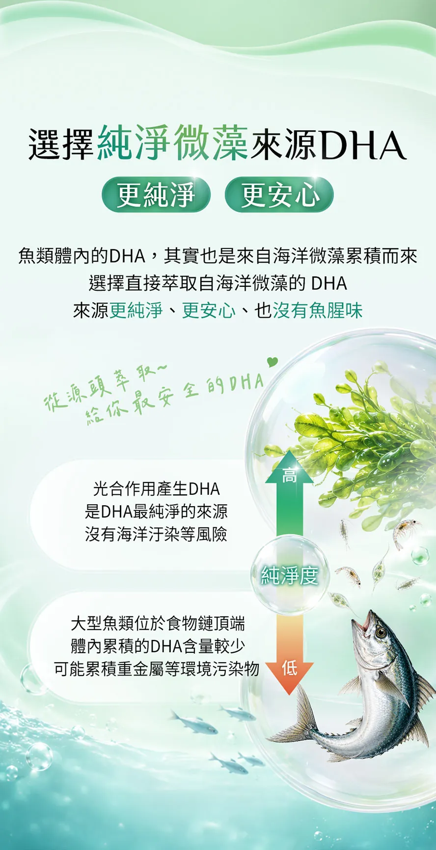 懷孕藻油推薦,孕初期、孕中期、哺乳期皆可補充