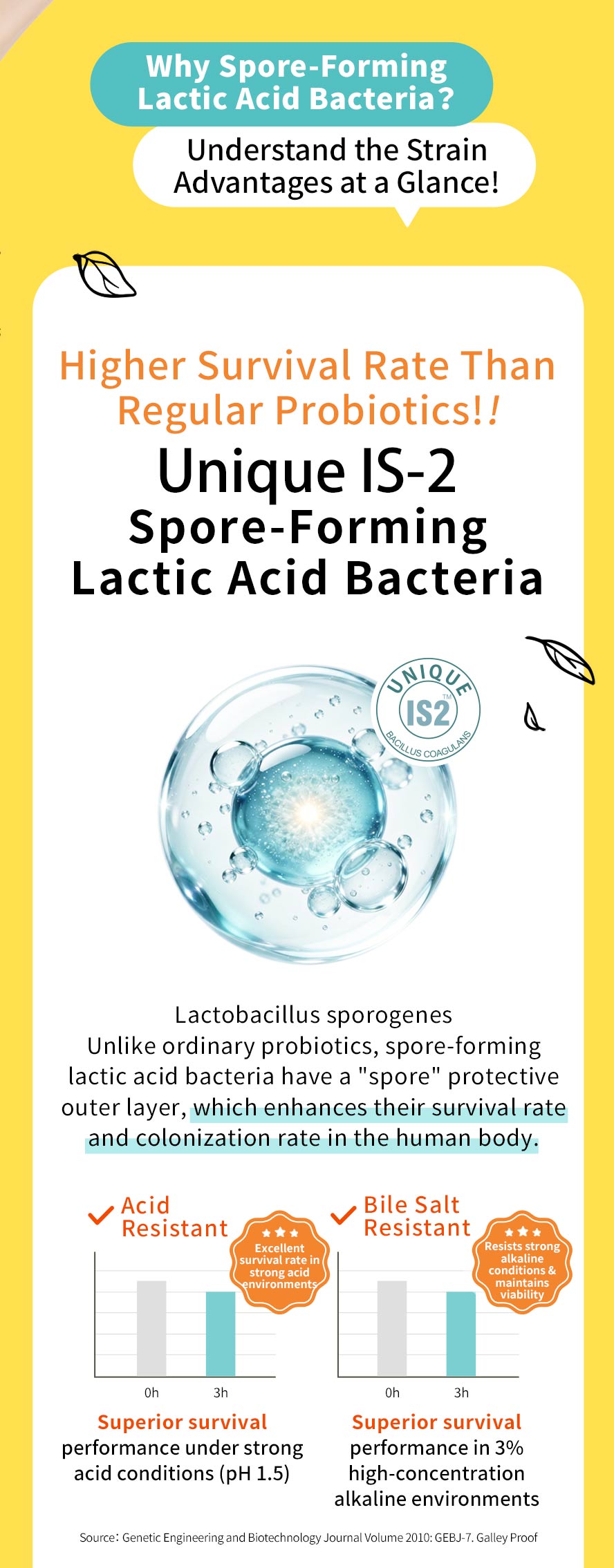BHK's Probiotic Gummies feature highly active spore-forming lactic acid bacteria with superior gut survival rates.