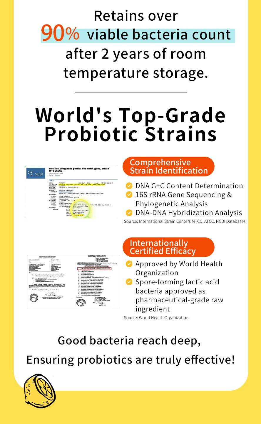 BHK's Probiotic Gummies use internationally recognized, stomach acid- and bile-resistant, clinically certified spore-forming lactic acid bacteria.
