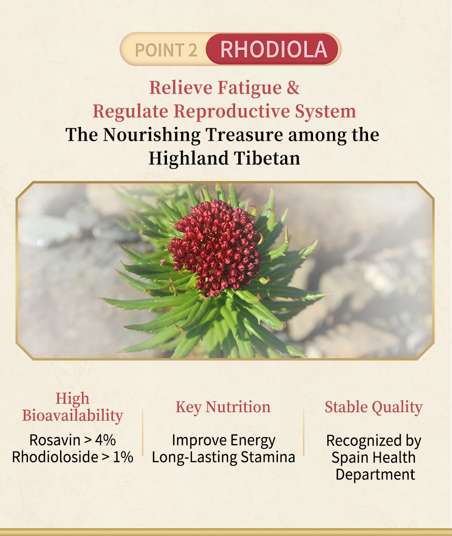 BHK's Maca with Rhodiola uses Spain rhodiola which has high bioavaibility,stable quality, and the key nutrition to relieve fatigue, improve energy and stamina.
