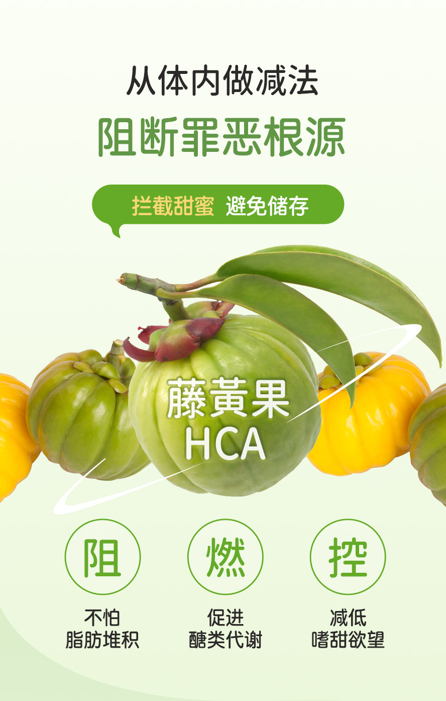 藤黄果的果皮中富含羟基柠檬酸(HCA)，是一种稀有的有机果酸，经证实可降低食欲并阻断脂肪生成。