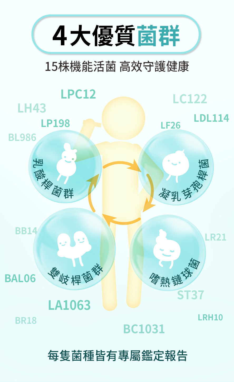 BHKs機能益生菌15合1複合菌株,高效守護健康,打造健康腸道環境.