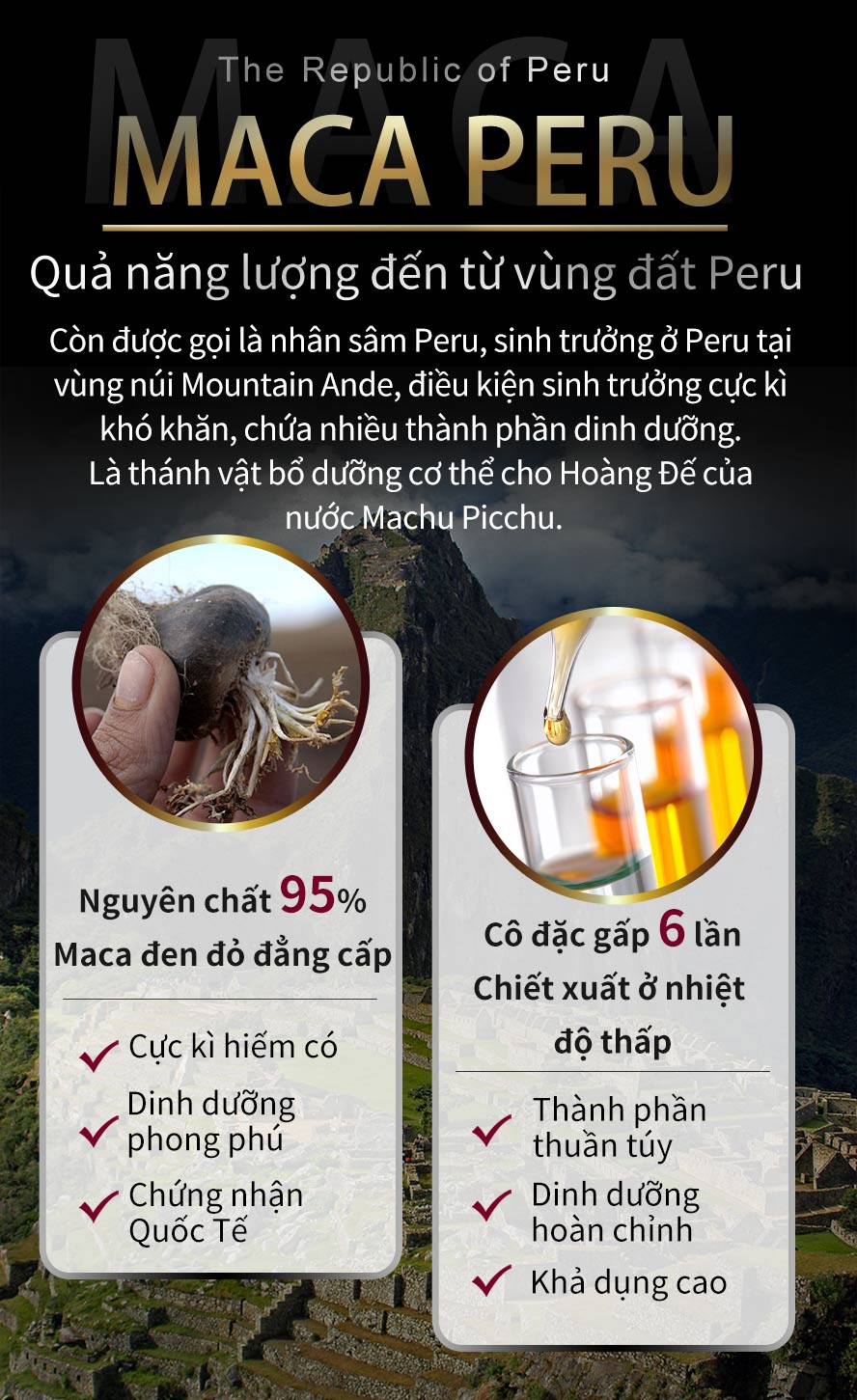 sử dụng maca đậm màu có giá trị dinh dưỡng cao nhất, tinh lực dồi dào, tăng cường thể lực